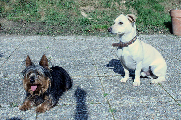 Georgy und Fynn auf dem Reiterhof Finkenmühle