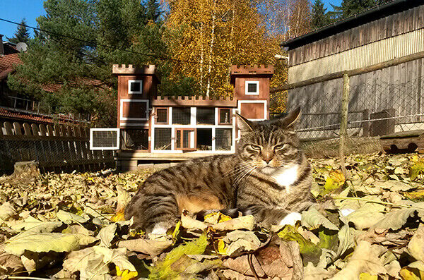 Sammy auf dem Reiterhof Finkenmühle
