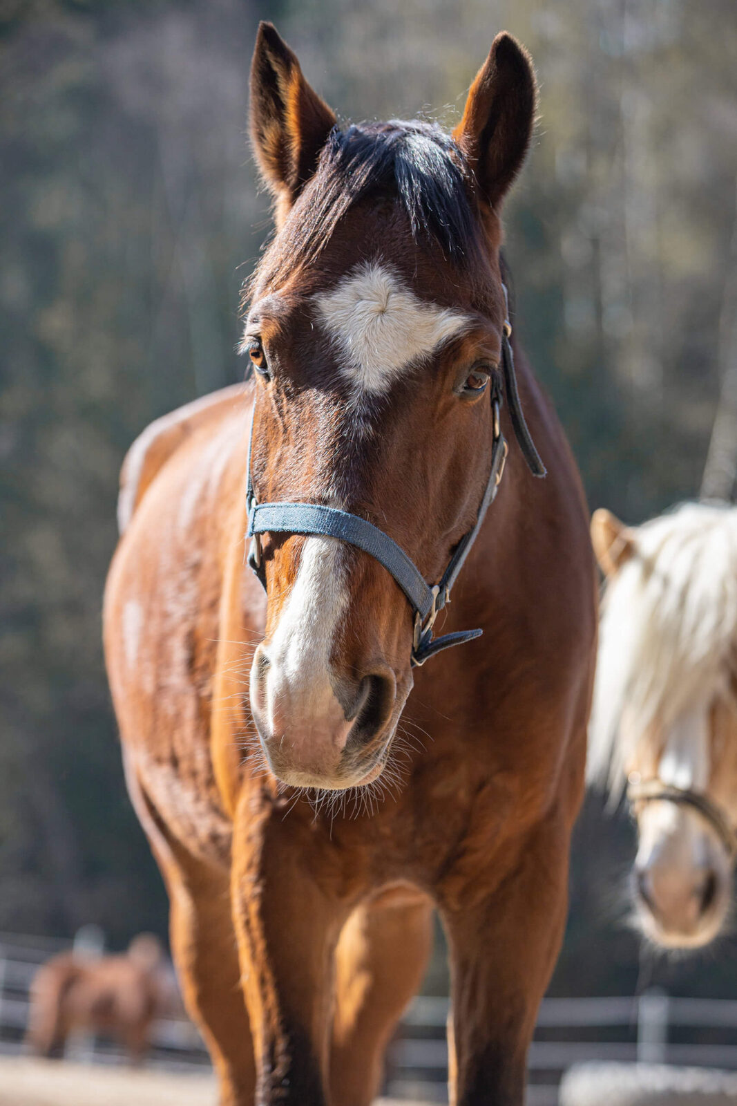 Balou auf dem Reiterhof Finkenmühle