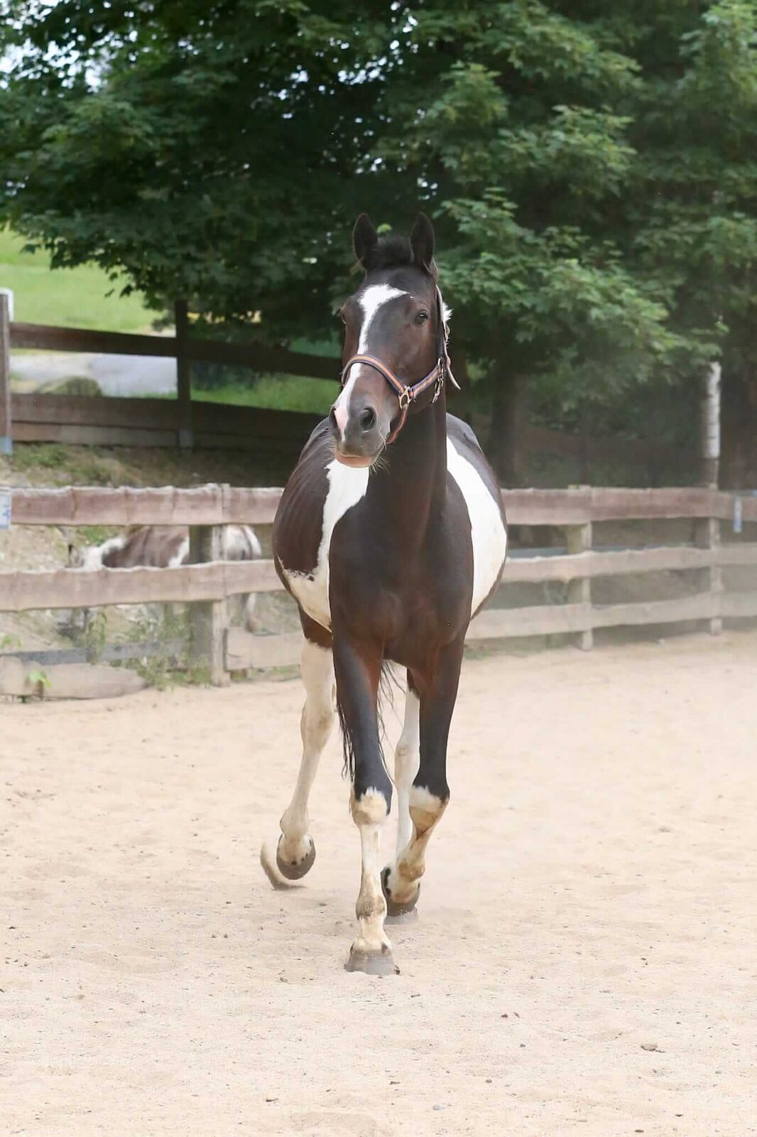 Bandit auf dem Reiterhof Finkenmühle