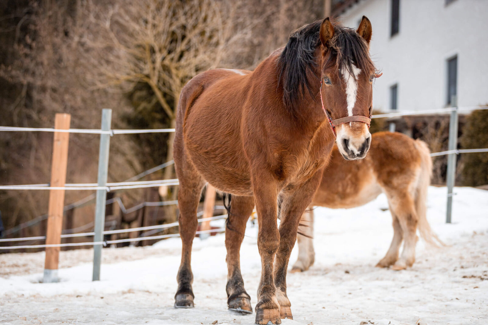 Charly auf dem Reiterhof Finkenmühle