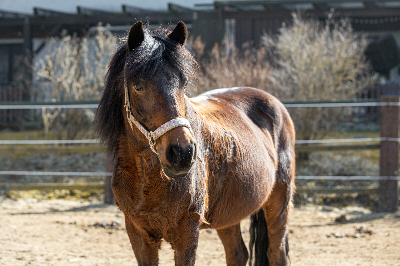 Chica auf dem Reiterhof Finkenmühle