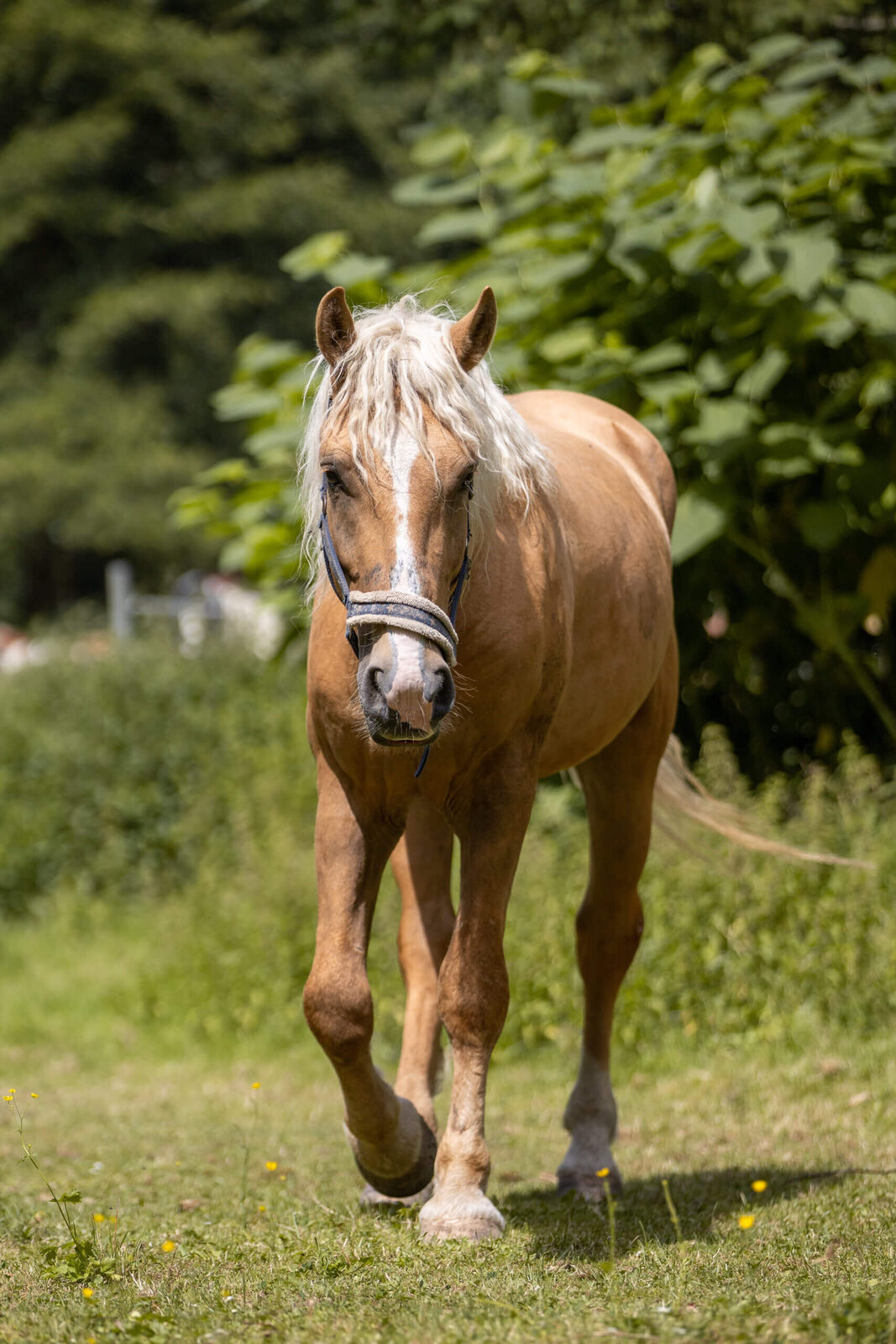 Chico auf dem Reiterhof Finkenmühle
