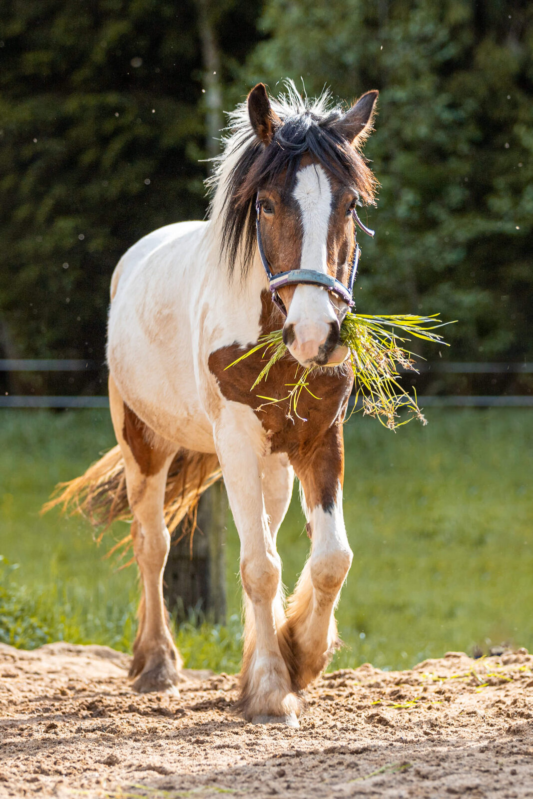 Ginger auf dem Reiterhof Finkenmühle