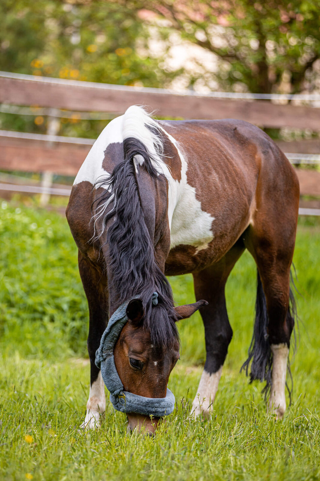 Gipsy auf dem Reiterhof Finkenmühle