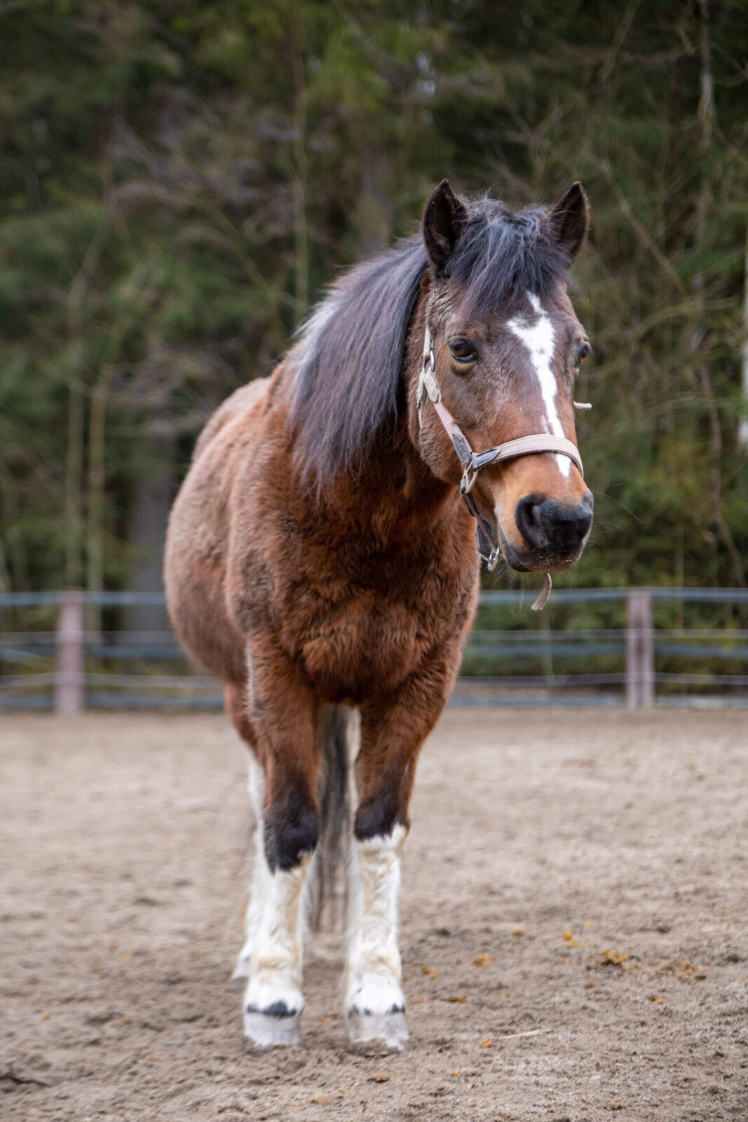 Kira auf dem Reiterhof Finkenmühle