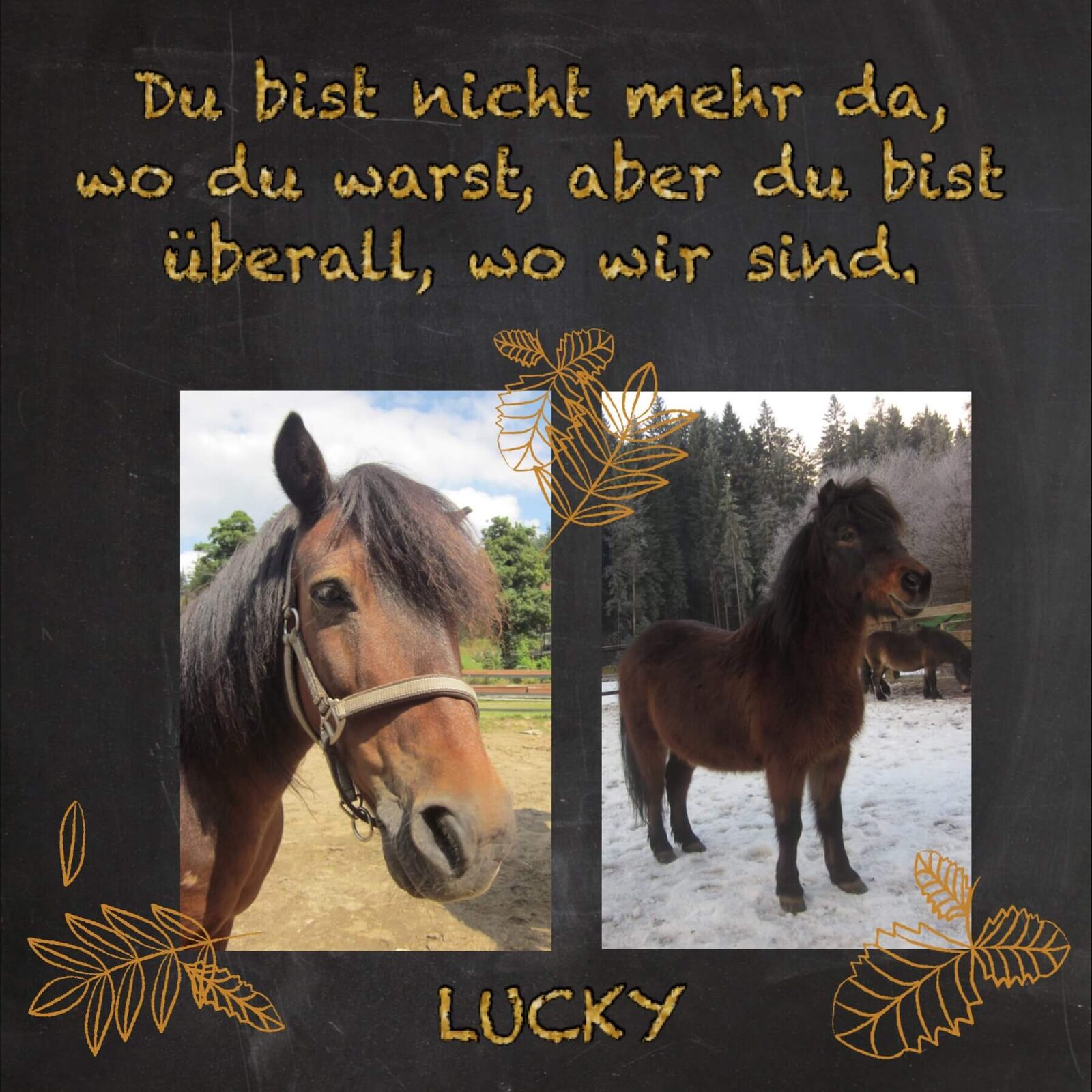 Erinnerungsfoto von Lucky
