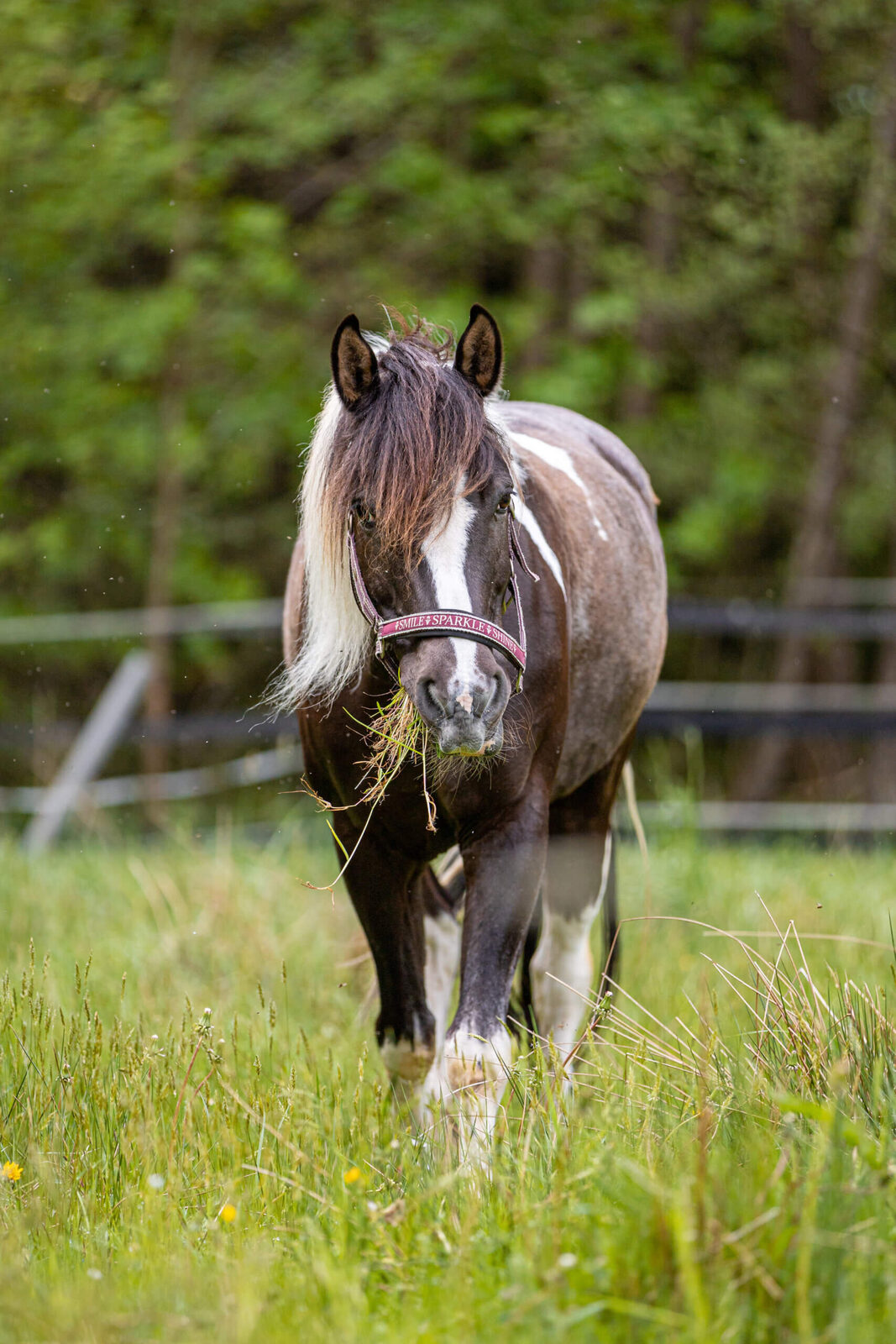 Sancho auf dem Reiterhof Finkenmühle