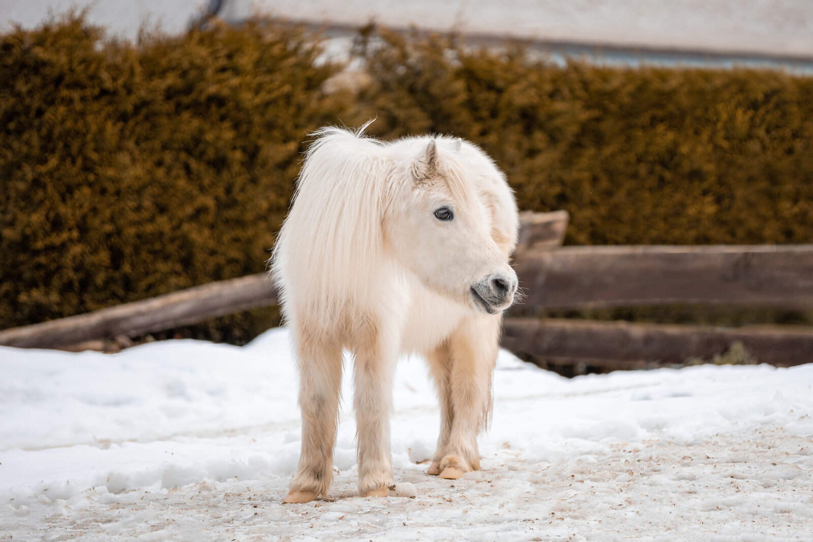 Schneewittchen auf dem Reiterhof Finkenmühle